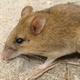 It’s also known as the long-nosed Luzon forest mouse.